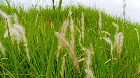 Slow motion grasses  Stock Footage 321509428