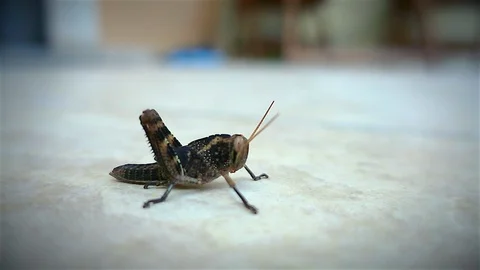 Slow motion of a grasshopper jumping on a branch Stockbeeldmateriaal 95999746