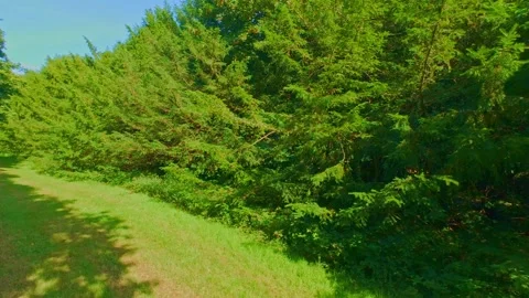 Slow motion grassy trail path along pine trees, natural landscape scenery Stock Footage 340437620