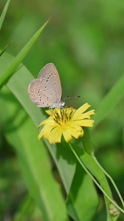 Slow Motion Gray Butterfly Feeding on Yellow Flower, Flying Away and Returning  스톡 동영상 329663113