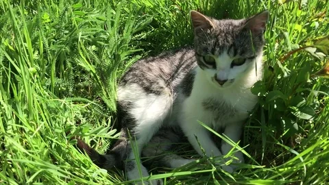 Slow motion gray kitten enjoys nice weather outdoor Stock Footage 75812703