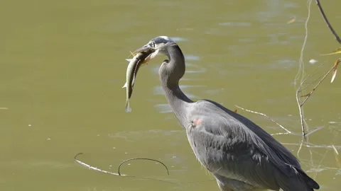 Slow motion of a Great Blue heron devouring a fish Stock-Footage 296929153