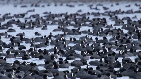Slow motion of a great flock of Coot on a lake Stock Footage 60962174