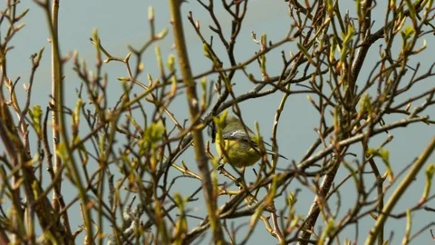 Slow motion Great tit hidden in branches and flying away Stock Footage 114459110
