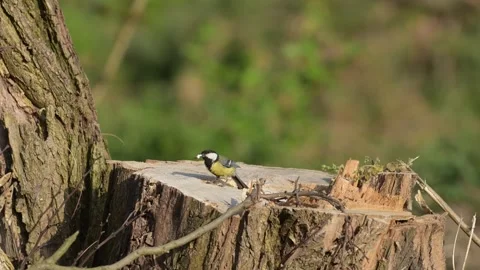 Slow motion of a great tit nesting in a tree stump. Stock Footage 274195579