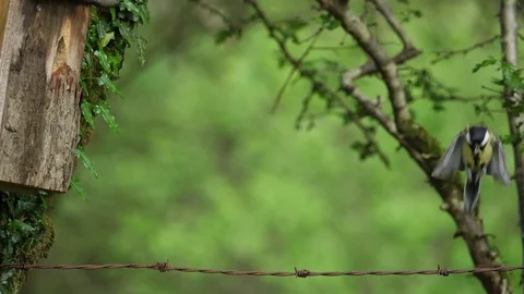 Slow motion Great tit Parus major lands on barbed wire and flies to nestbox Video stock 82652818
