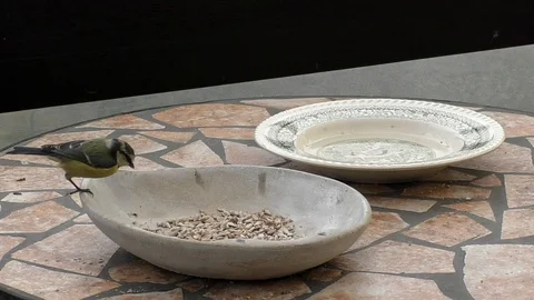 Slow motion: Great tit (parus major) with injured foot eating birdseed from bowl Video stock 94432775