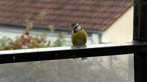 Slow motion: Great tit (parus major) sitting on a balcony railing, cute bird Stock Footage 94432984