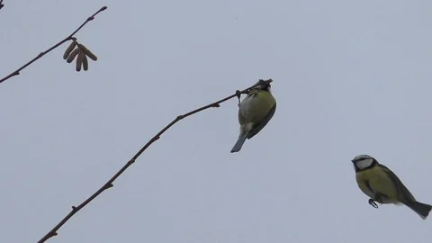 Slow-motion: great tit (parus major) eating buds from a twig in winter, pecking Stock Footage 101788562