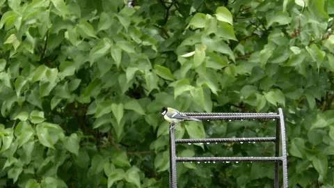 Slow-motion: great tit (parus major) on rose arch, bird, windy, rainy spring day Stock Footage 107832046