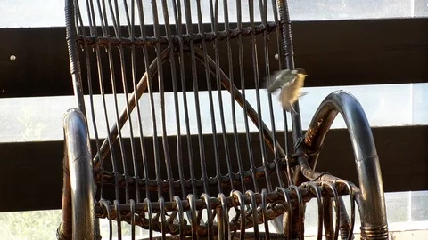 Slow motion: Great tit picking up a seed on the arm rest of a rocking chair Stock Footage 92924023