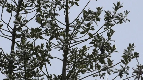 Slow-motion: great tits in a tree with snow-covered leaves, cute birds in winter Stock Footage 101759946