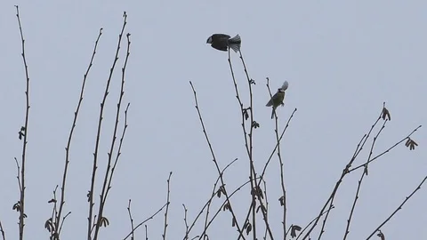 Slow-motion: great tits on twigs of tree, birds in winter, gray sky, flying off Video stock 101759891