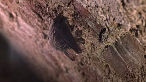 Slow-motion of Greater mouse-eared bat getting up just after hibernation Stock Footage 321559203