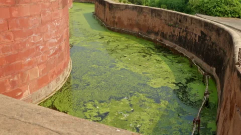 Slow Motion Green Algae Moat Agra Fort, Ancient Water Defense Texture, India Stock Footage 329747798