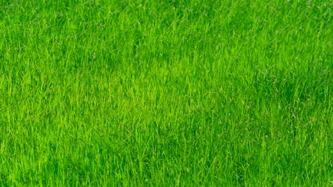 Slow motion green background of grass leaf in field on full flame pattern Видео 133278632