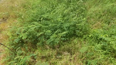 Slow motion of green bushes in the fields swaying in the wind Video stock 323149136