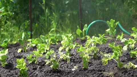 A slow motion of a green celery field that is watered by the farmer Stock Footage 111399288