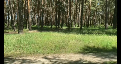 Slow Motion of a Green Clearing in a Pine Forest Stock Footage 274879387