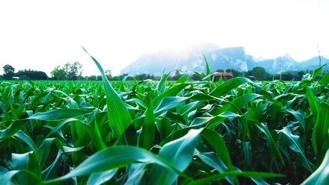 Slow Motion - Green cornfield. Corn agriculture. Stock Footage 111213601