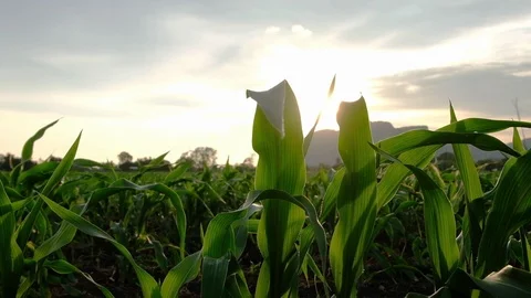 Slow Motion - Green cornfield. Corn agriculture. Stock Footage 112333533