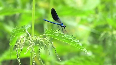 Slow motion green damselfly dragonfly on green screen background Stock Footage 336525061