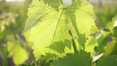 Slow motion green grape leaf in sunlight and the camera moves upwards Stock-Footage 90169133