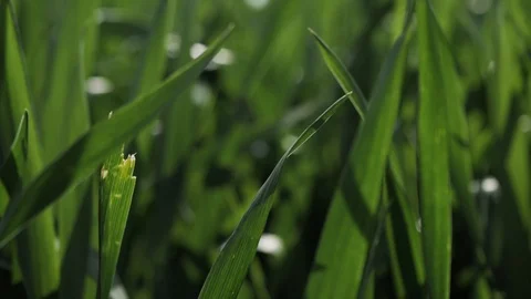 Slow motion. Green grass with dew at spring morning opposite the sun Stock Footage 109180701