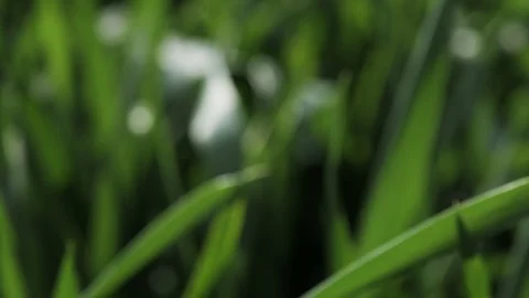 Slow motion. Green grass with dew at spring morning opposite the sun Stock Footage 109181025