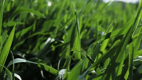 Slow motion. Green grass with dew at spring morning opposite the sun Stockbeeldmateriaal 109181199