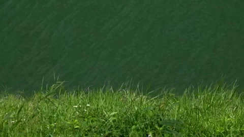 Slow motion of the green grass at the edge of the lake swaying Stock Footage 292191578