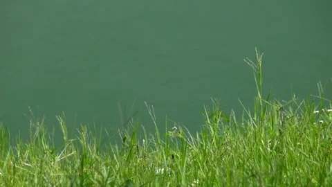 Slow motion of the green grass at the edge of the lake swaying. Stock Footage 292191596