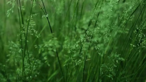 Slow motion green grass Video stock 335476219