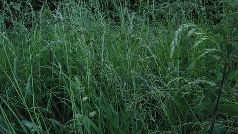 Slow Motion: Green Grass. Grass On The Field. Beautiful Nature Vidéo 110357190