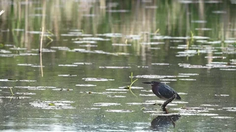 Slow Motion Green Heron Perched Above Wetland Water Stock Footage 337357778