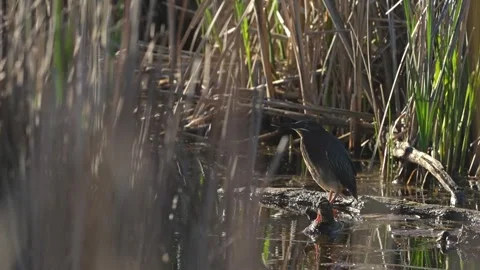 Slow Motion Green Heron Perched in Dense Marsh Vegetation Stock Footage 337358647