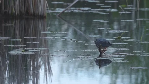 Slow Motion Green Heron Watching Water Surface in Marsh Stock Footage 337359433