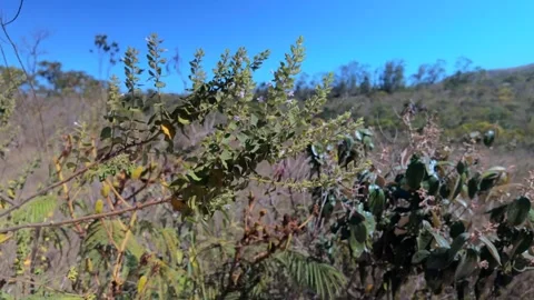 Slow motion of green leafy shrub with tiny white flowers Stock Footage 340276308