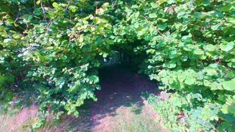 Slow motion green leafy tree tunnel over forest walking path Stock Footage 340442521