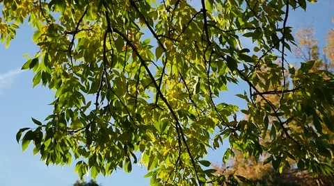 Slow motion - Green leaves in tree with wind Video stock 42308002