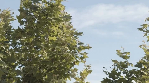 Slow motion of the green leaves of a tree moving in the wind Stock Footage 129555852