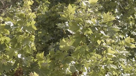 Slow motion of the green leaves of a tree moving in the wind Stock Footage 129555895