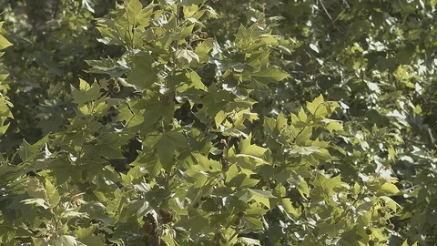 Slow motion of the green leaves of a tree moving in the wind Stock Footage 129742373
