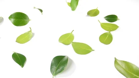 Slow motion of green leaves on a white background, round shiny summer blossom Stock Footage 90836170