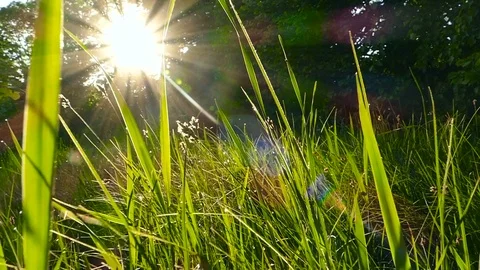 Slow motion. Green lush grass with dew at spring morning. Stock Footage 76180247