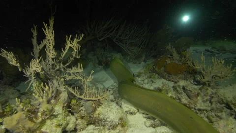 Slow Motion: Green moray eel swimming on ocean floor in sea-Belize City, Belize Stock Footage 149110778