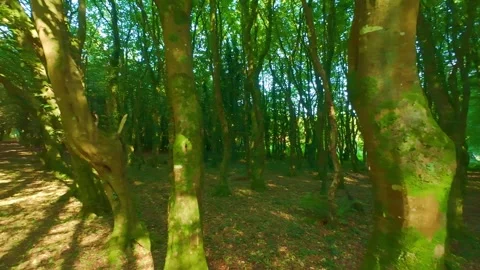 Slow motion green moss growing on thick tree trunk Stock Footage 340439444