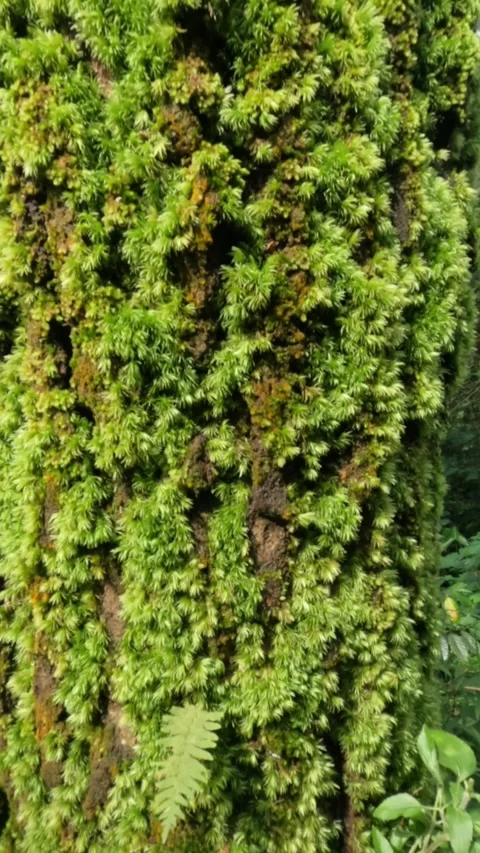 Slow motion green moss texture attached to pine trees Stock Footage 320941477