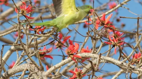 Slow motion of a green parrot flapping its wings and flying away Stock Footage 149240179