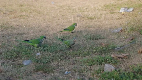 Slow Motion of Green Parrots Root Through Grass - Rio de Janeiro, Brazil 스톡 동영상 109141698